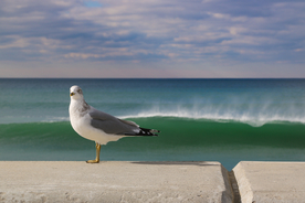 海鸥空山鸟语图片