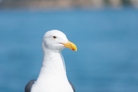 海鸥空山鸟语图片