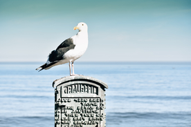 海鸥空山鸟语图片