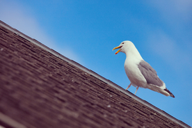 海鸥空山鸟语图片
