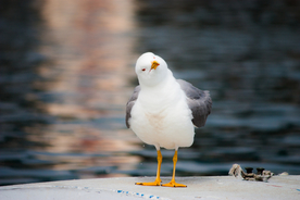 海鸥空山鸟语图片