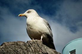 海鸥空山鸟语图片