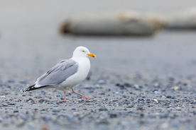 海鸥空山鸟语图片