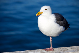 海鸥空山鸟语图片