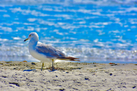 海鸥空山鸟语图片