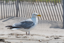 海鸥空山鸟语图片