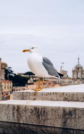 海鸥空山鸟语图片