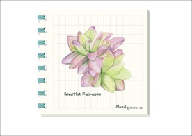 奥普琳娜 多肉植物图鉴