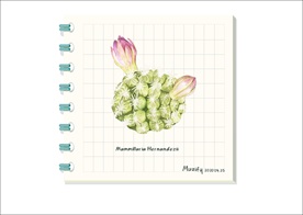 多肉克氏丸 多肉植物图鉴