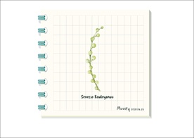 翡翠珠 多肉植物图鉴