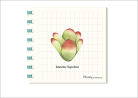 果冻乙女心 多肉植物图鉴