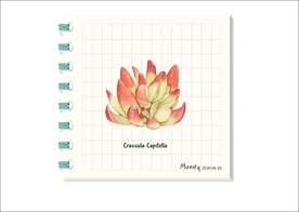 海琳娜 多肉植物图鉴