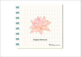 红卷叶 多肉植物图鉴