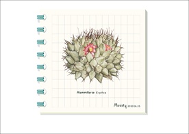 红曼陀罗 多肉植物图鉴