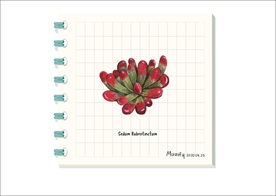 虹之玉 多肉植物图鉴