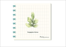 厚叶多肉 多肉植物图鉴