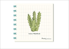 量天尺 多肉植物图鉴