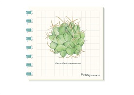 墨西哥枕头仙人掌 植物图鉴