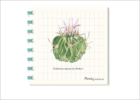 枪穗玉 多肉植物图鉴