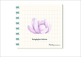 星美人 多肉植物图鉴