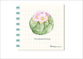 星叶球 多肉植物图鉴