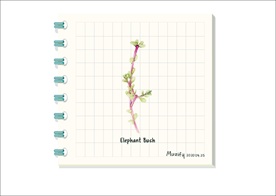 雅乐之舞 多肉植物图鉴