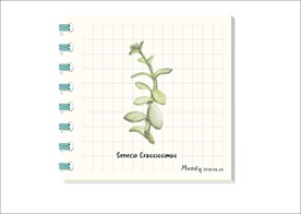 鱼尾冠 多肉植物图鉴