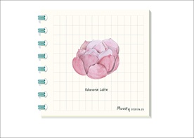 朱砂痣 多肉植物图鉴