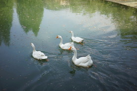 春江水暖鸭先知