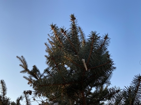 松树