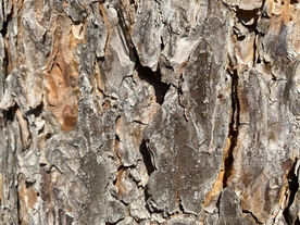 树皮
