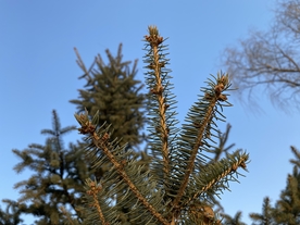 松树