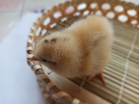 小鸡