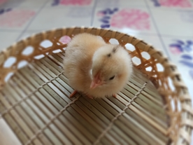 小鸡