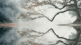 树