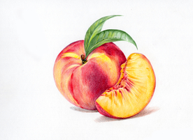 彩铅绘画水果桃子