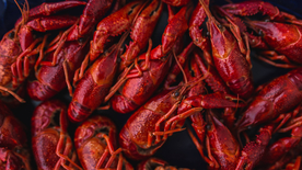 小龙虾大龙虾图片