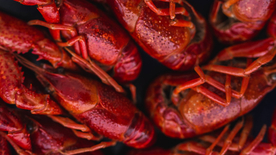 小龙虾大龙虾图片