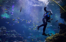 潜水游泳海底探索图片