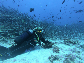 潜水游泳海底探索图片