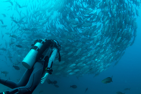 潜水游泳海底探索图片