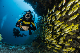 潜水游泳海底探索图片