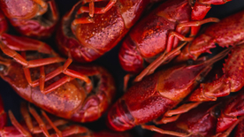 小龙虾大龙虾图片