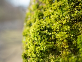 苔藓青苔图片