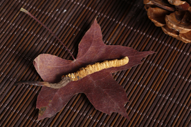 冬虫夏草中药药材图片