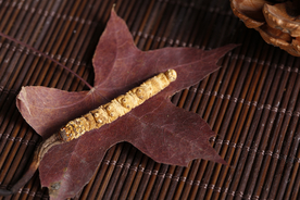 冬虫夏草中药药材图片