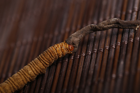 冬虫夏草中药药材图片