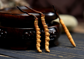 冬虫夏草中药药材图片