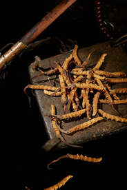 冬虫夏草中药药材图片