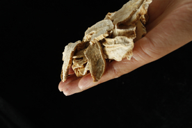 玛卡中药药材图片